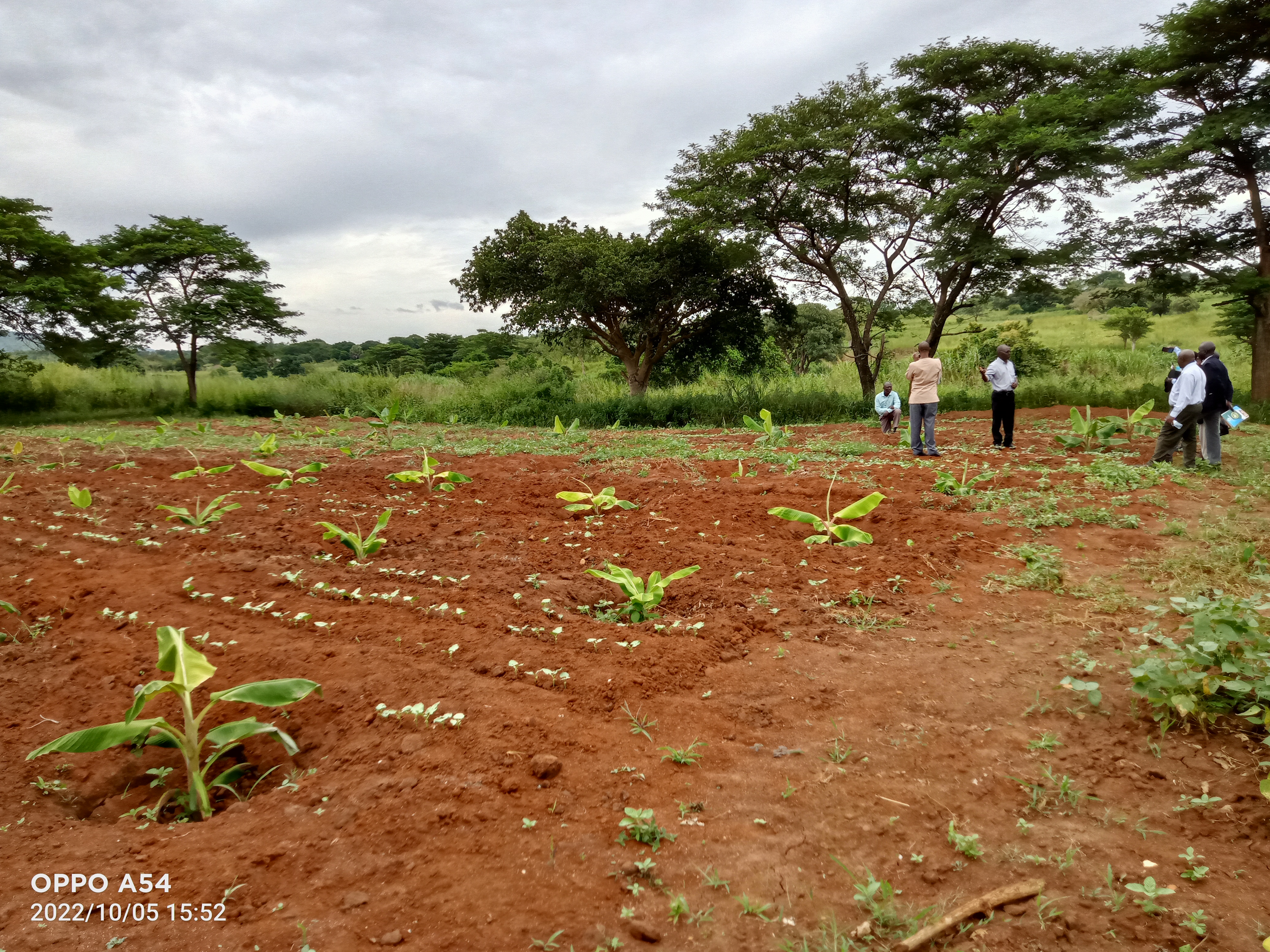 Seedlings