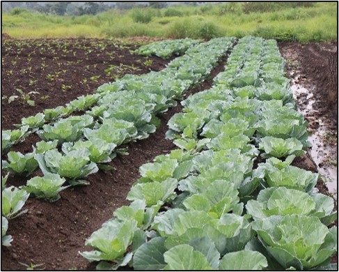 Vegetables