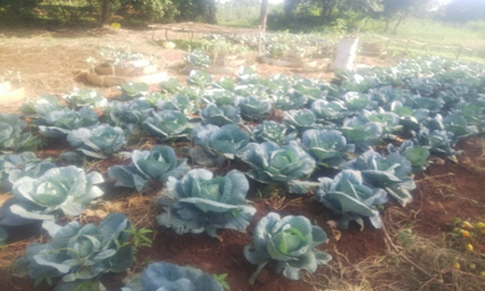 Vegetable Section